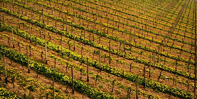 Wein 1