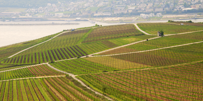 Wein 4