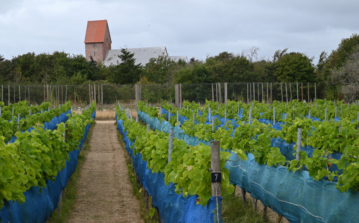 Weinberg auf Sylt