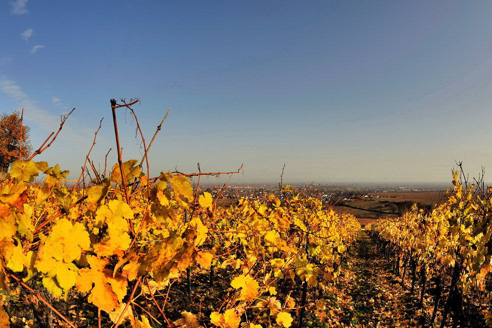 Weinberg Blick auf Deidesheim