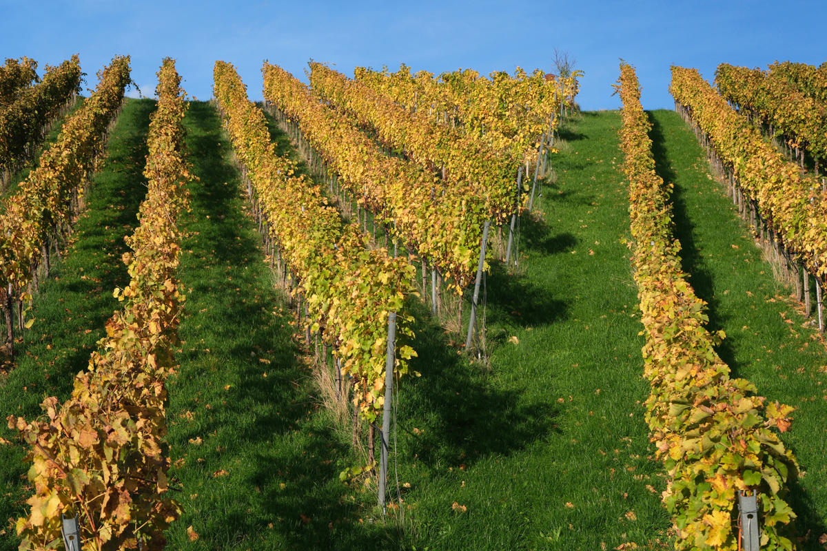 Weinberg