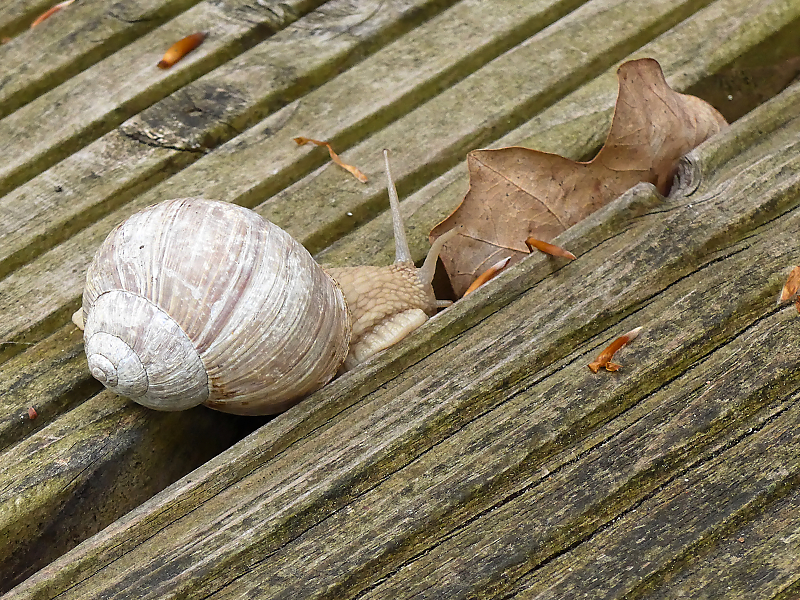 Weinbergschnecke 1.jpg