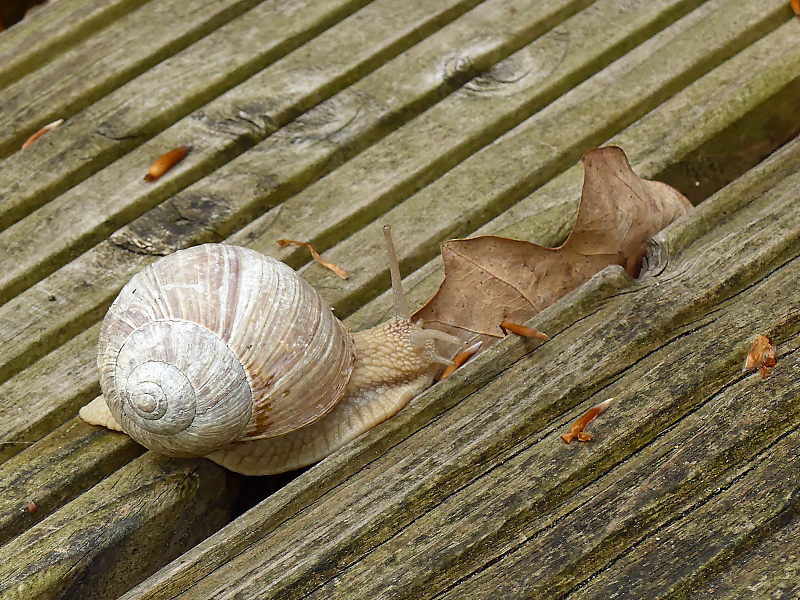 Weinbergschnecke 2.jpg