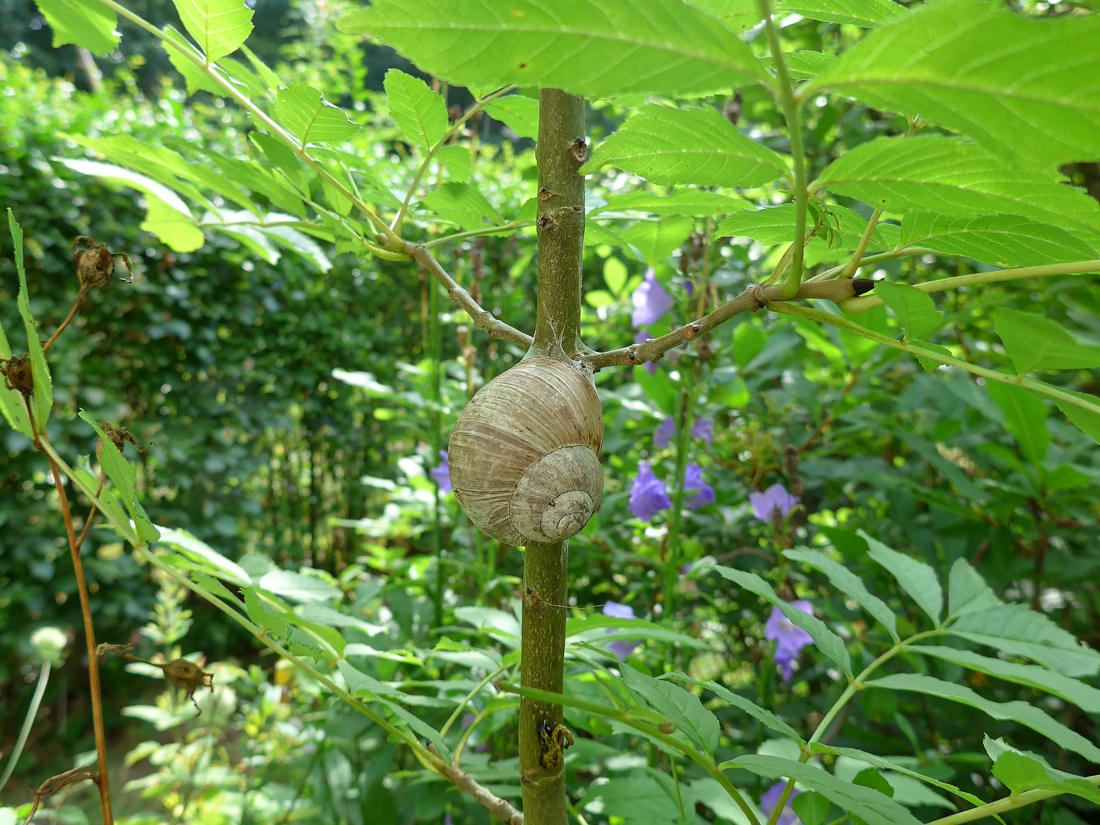 Weinbergschnecke 6.jpg