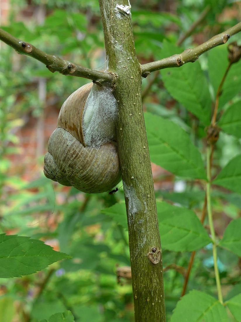 Weinbergschnecke 8.jpg
