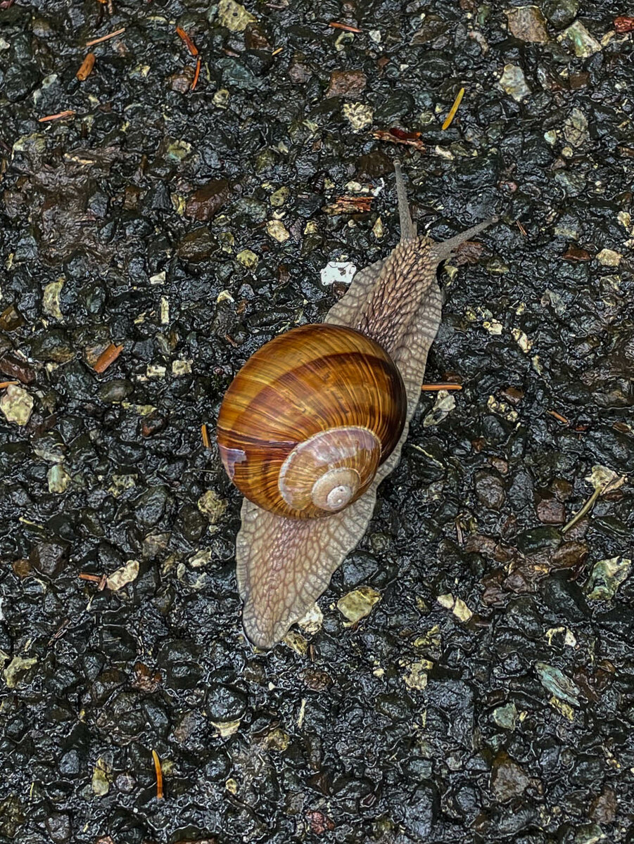 Weinbergschnecke.jpg