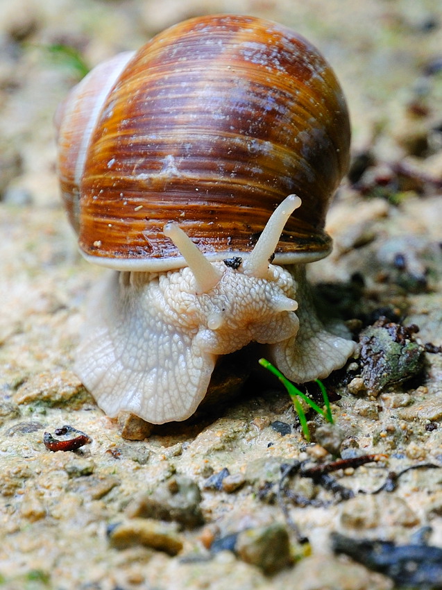 Weinbergschnecke