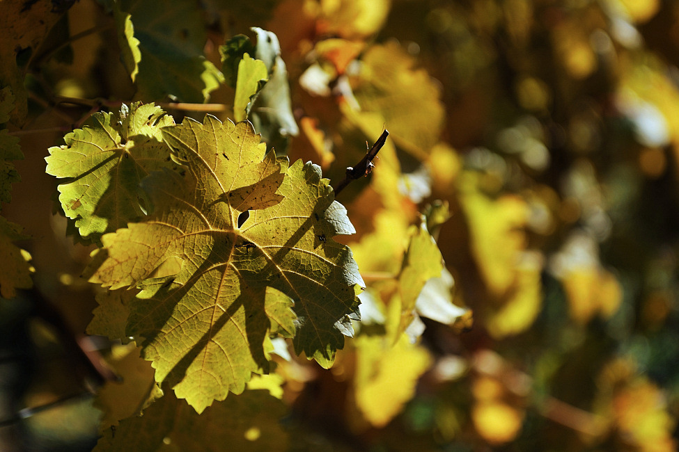 Weinblätter