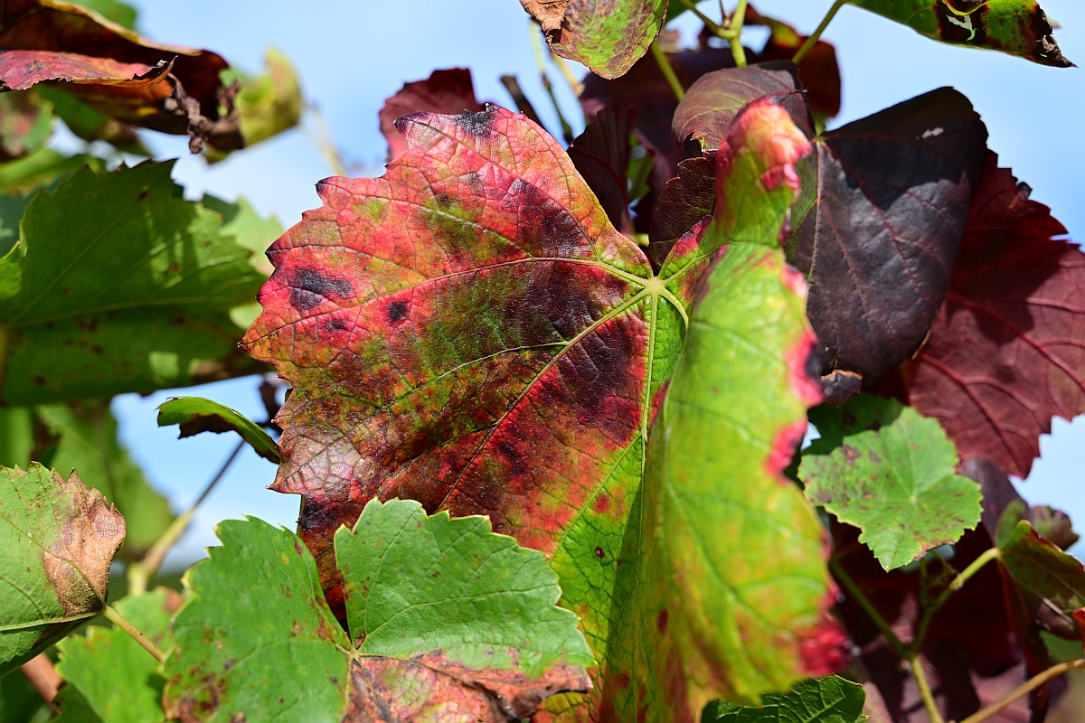 Weinblatt.jpg