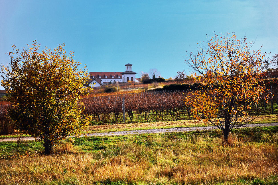Weingut mit Teehaus