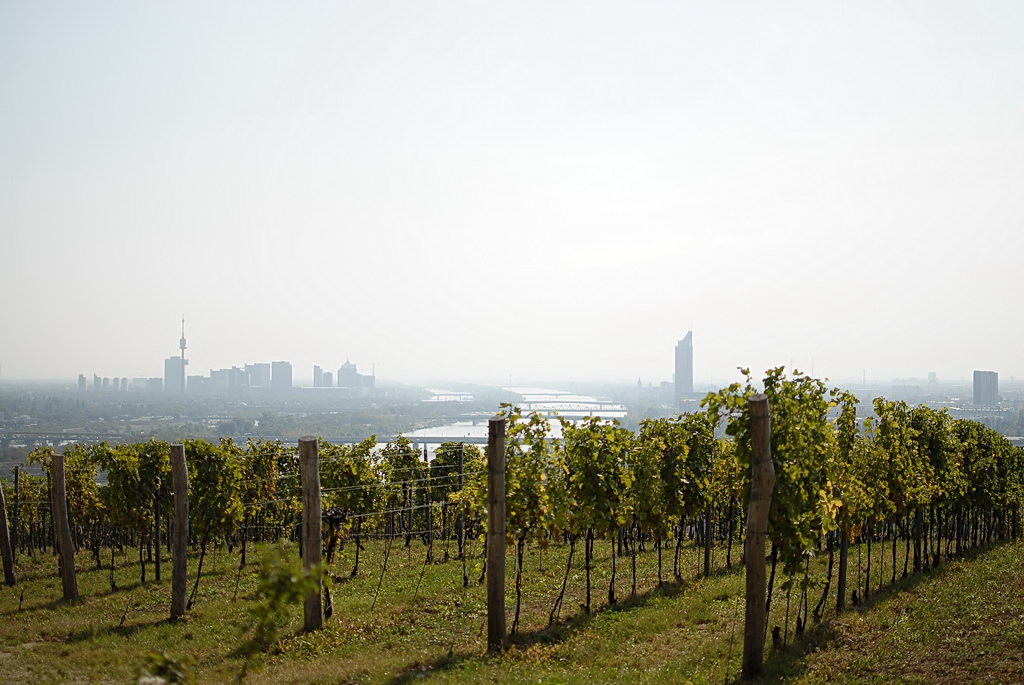 Weinwandertag 06