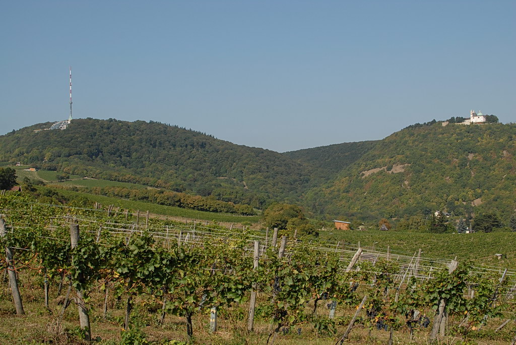 Weinwandertag 07