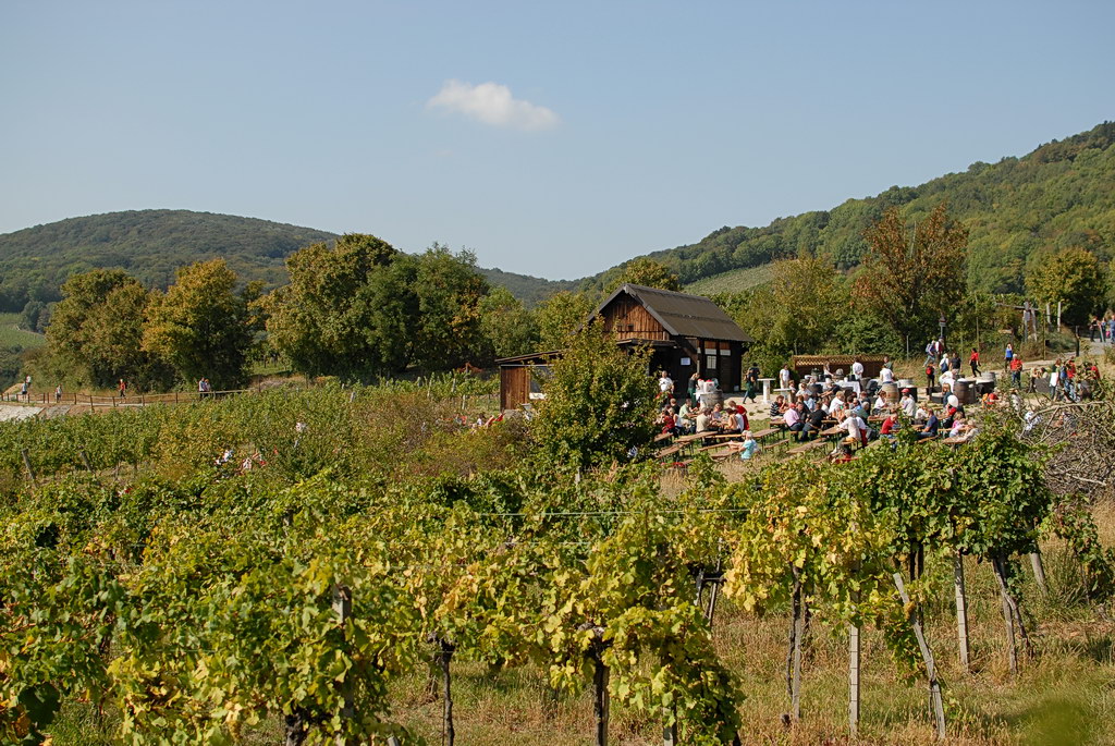 Weinwandertag 08
