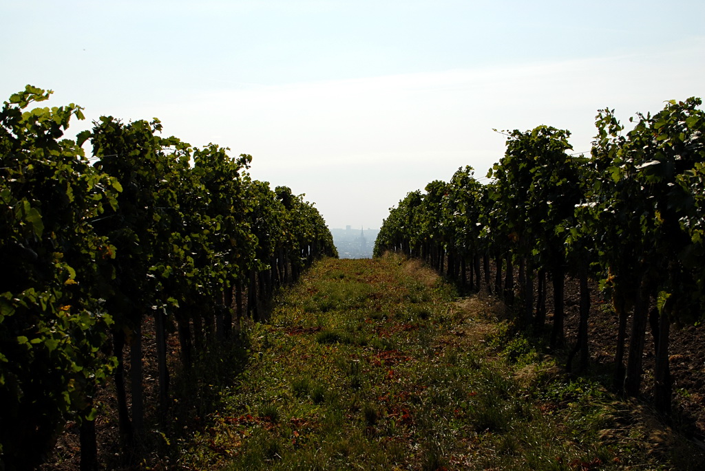 Weinwandertag 14