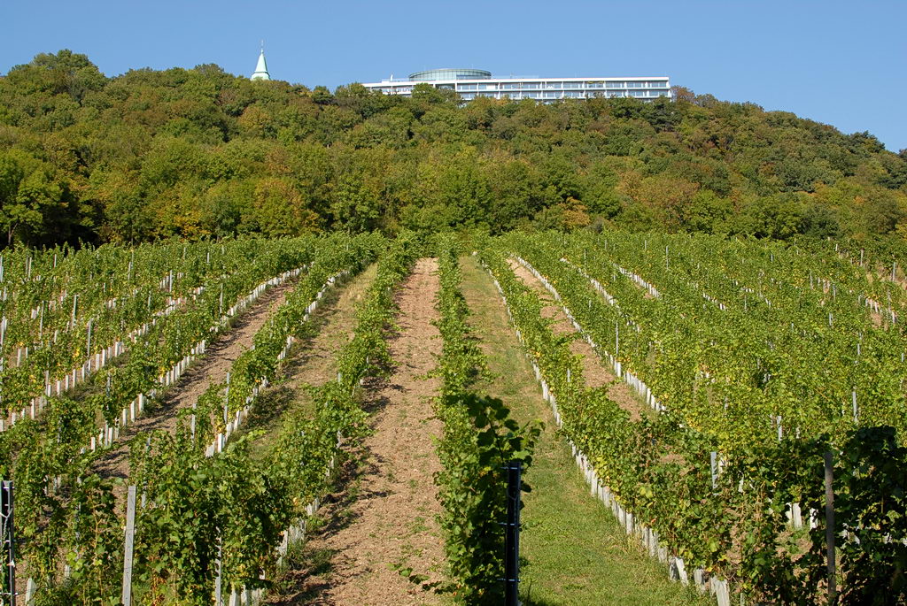 Weinwandertag 16