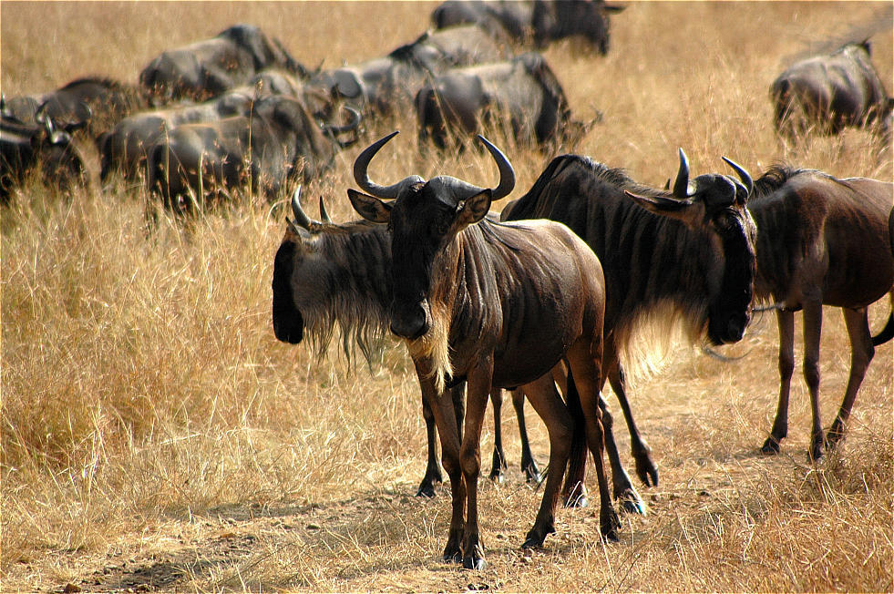 Weisbartgnu´s , Massai Mara , Kenya