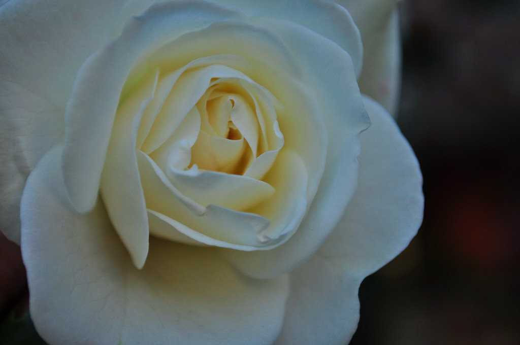Weisse Rose