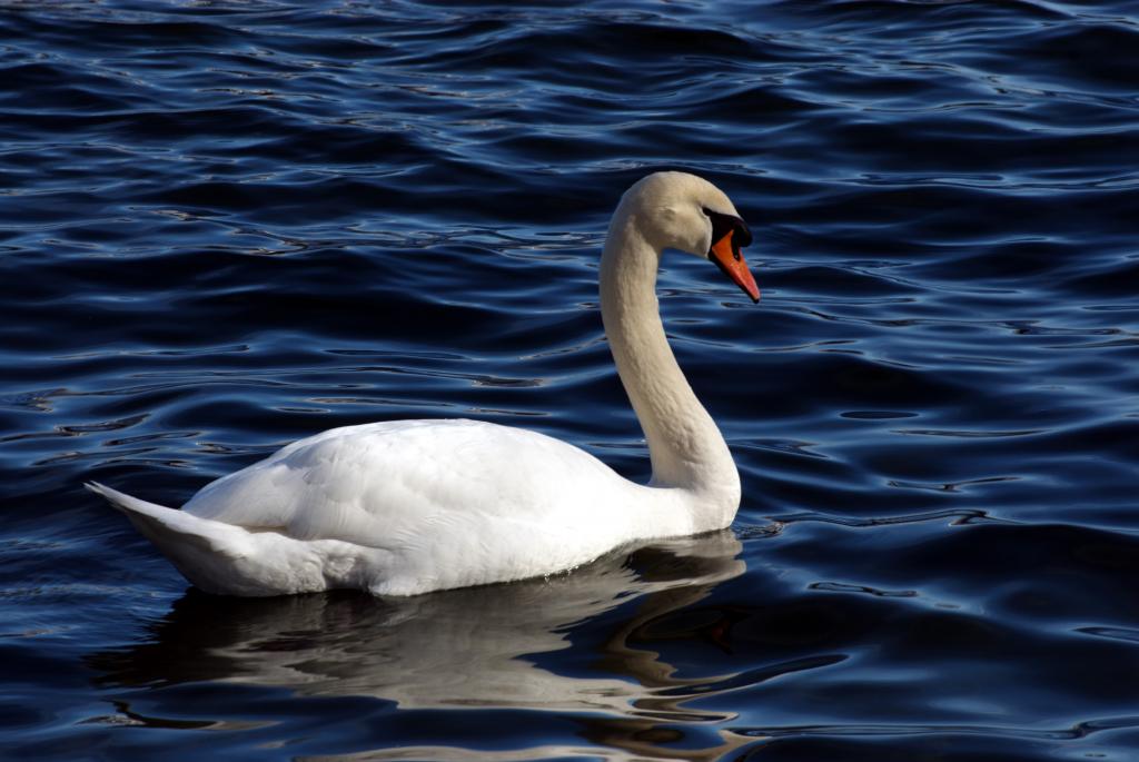 Weisser Schwan auf dem Vierwaldstättersee in Luzern