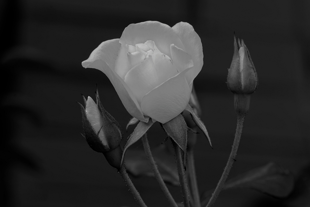 weisserose2