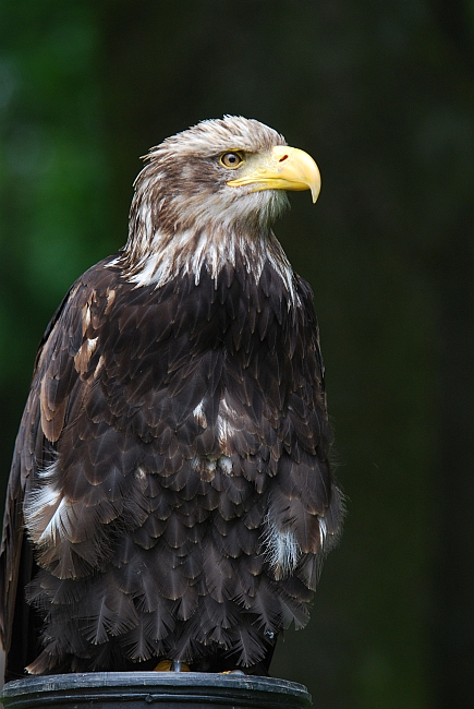 Weisskopf-Seeadler