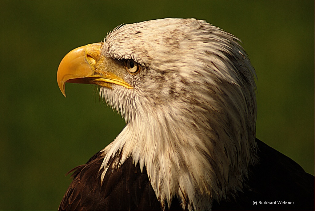Weisskopfseeadler 1