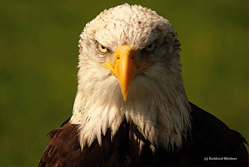 Weisskopfseeadler 3