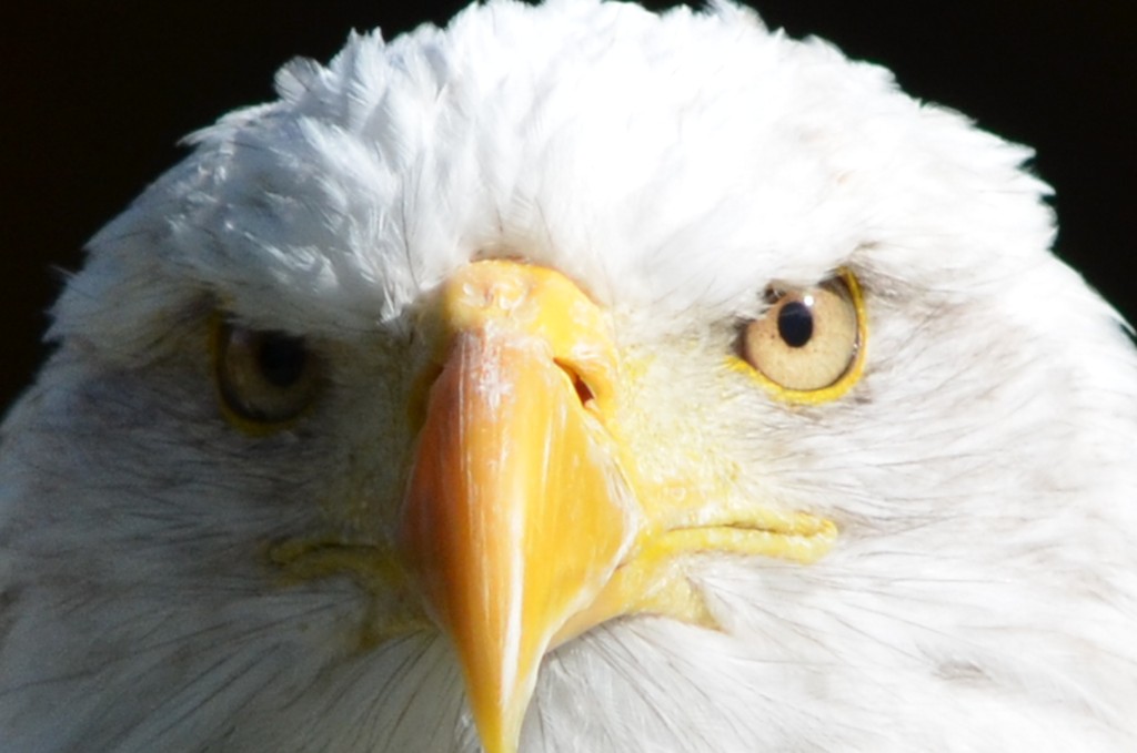 Weisskopfseeadler (schau mir in die Augen)
