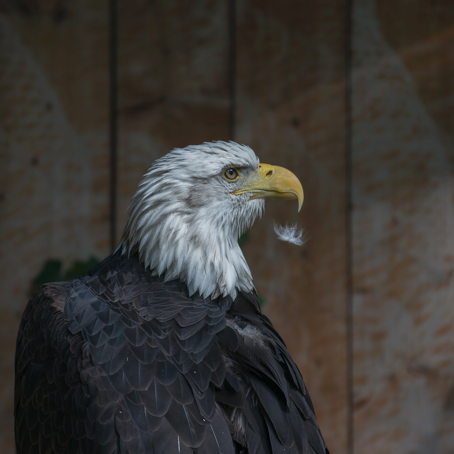 Weisskopfseeadler
Tiergarten Nürnberg