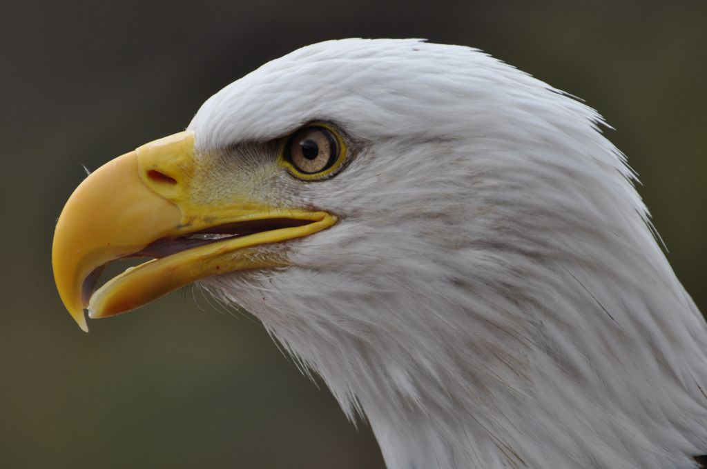 Weisskopfseeadler