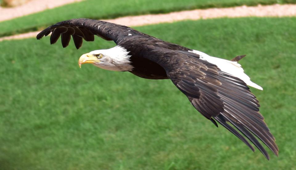 Weisskopfseeadler