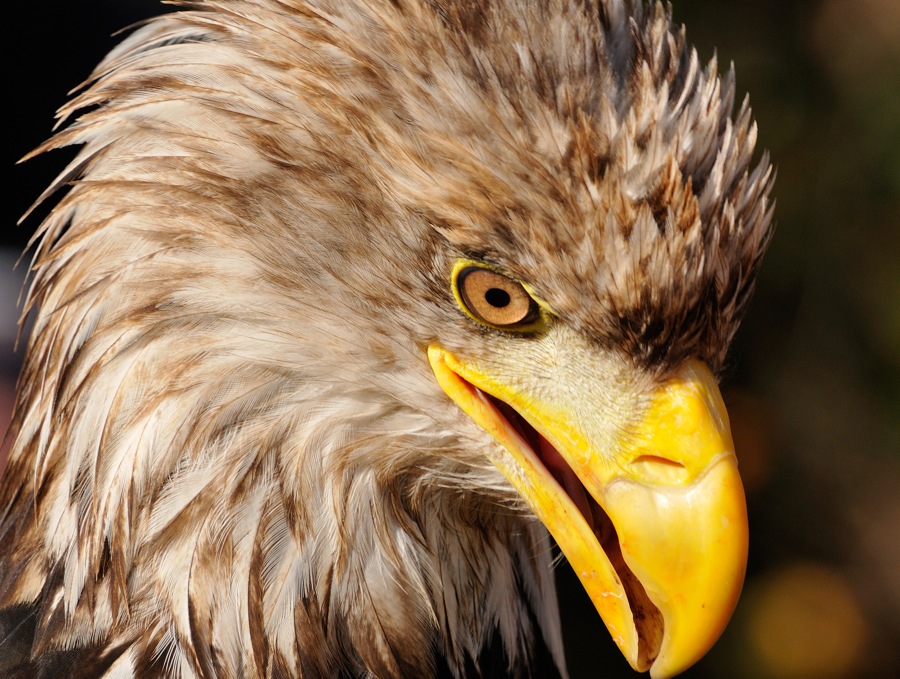 Weisskopfseeadler