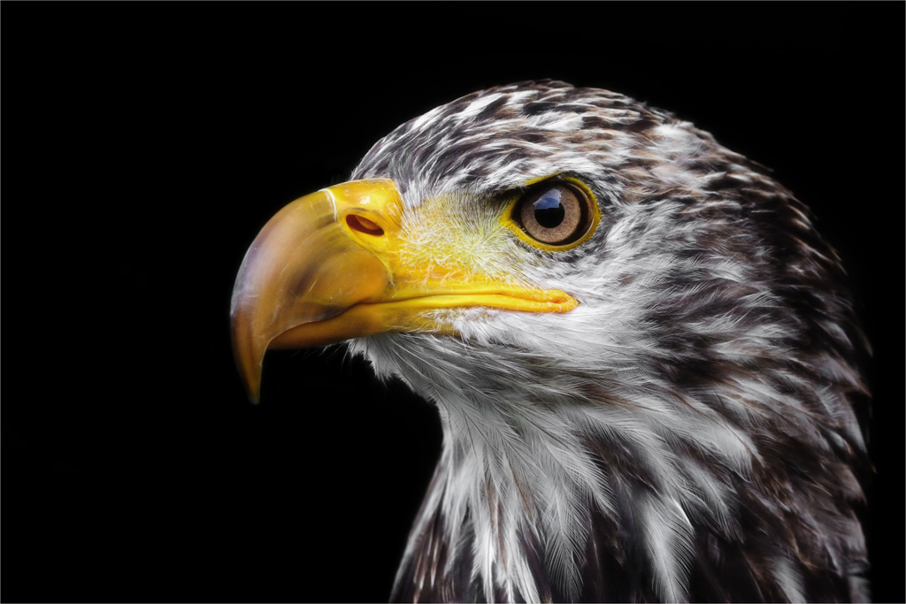 Weisskopfseeadler