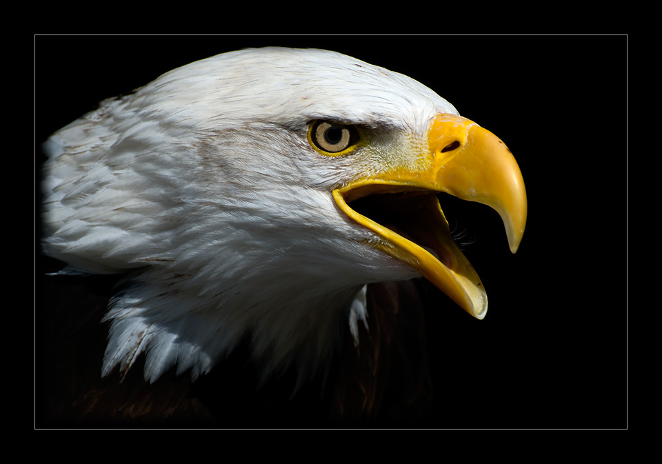 Weisskopfseeadler