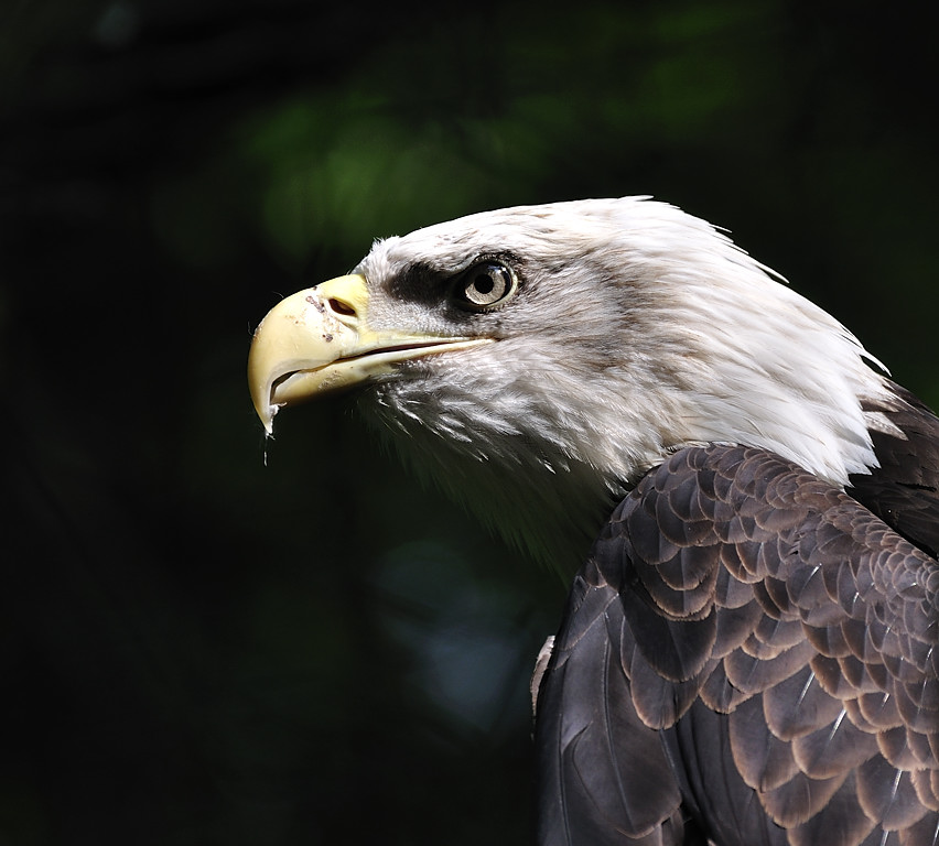 Weisskopfseeadler