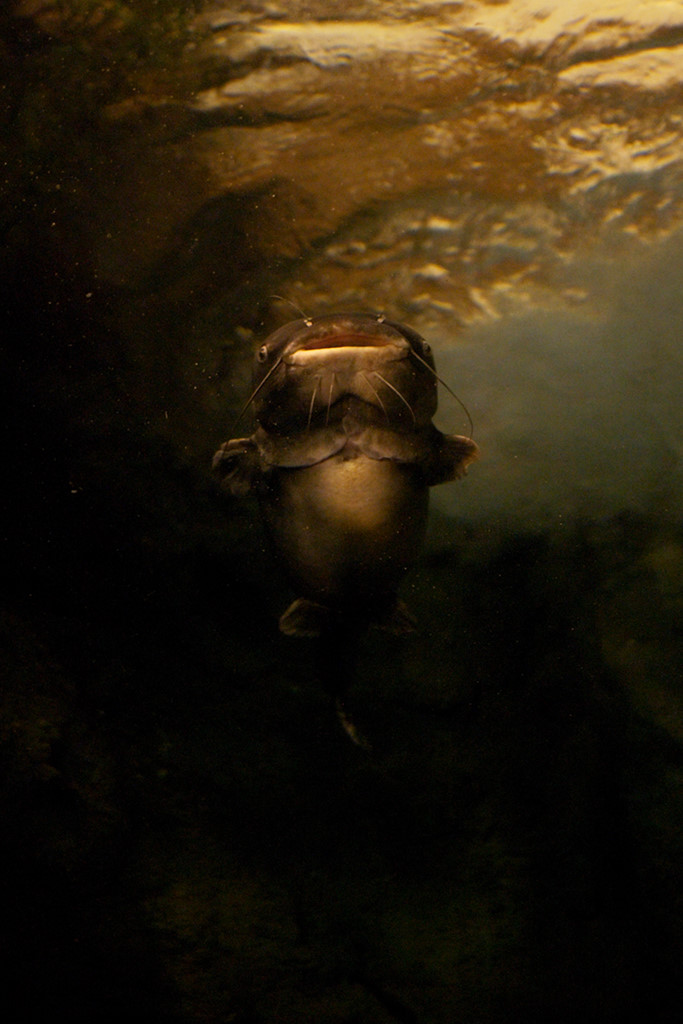 Wels (Georgia Aquarium)