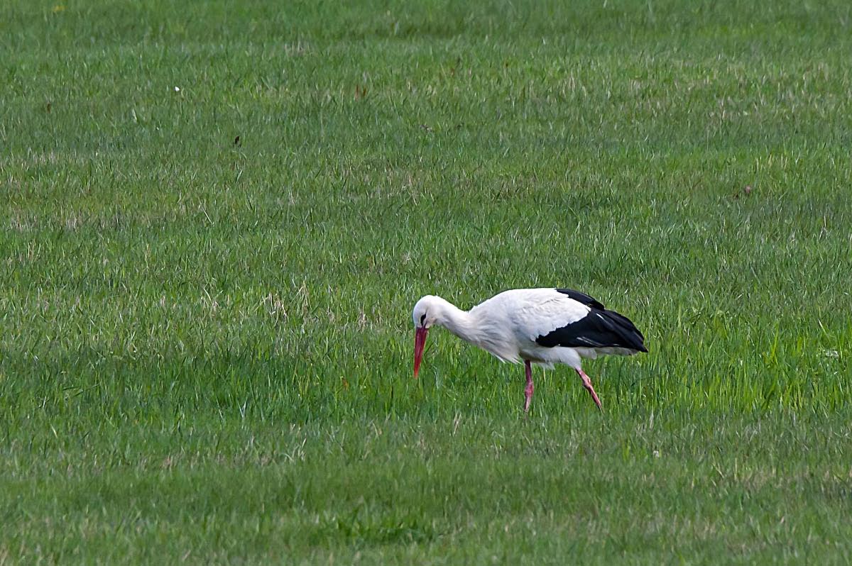 Wendlandstorch Gorleben.jpg