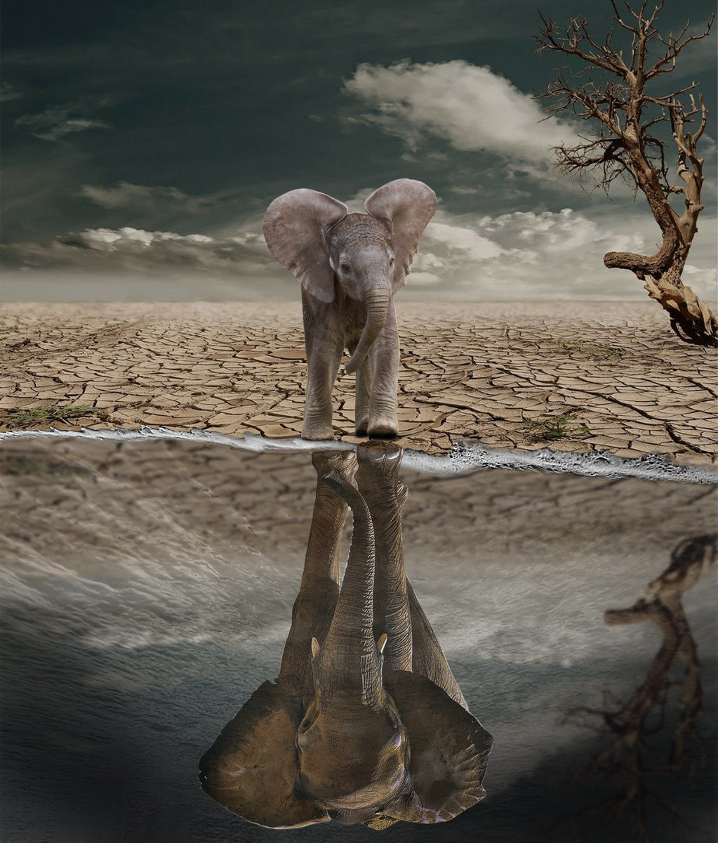 wenn ich Groß werde bin ein starker Elefant