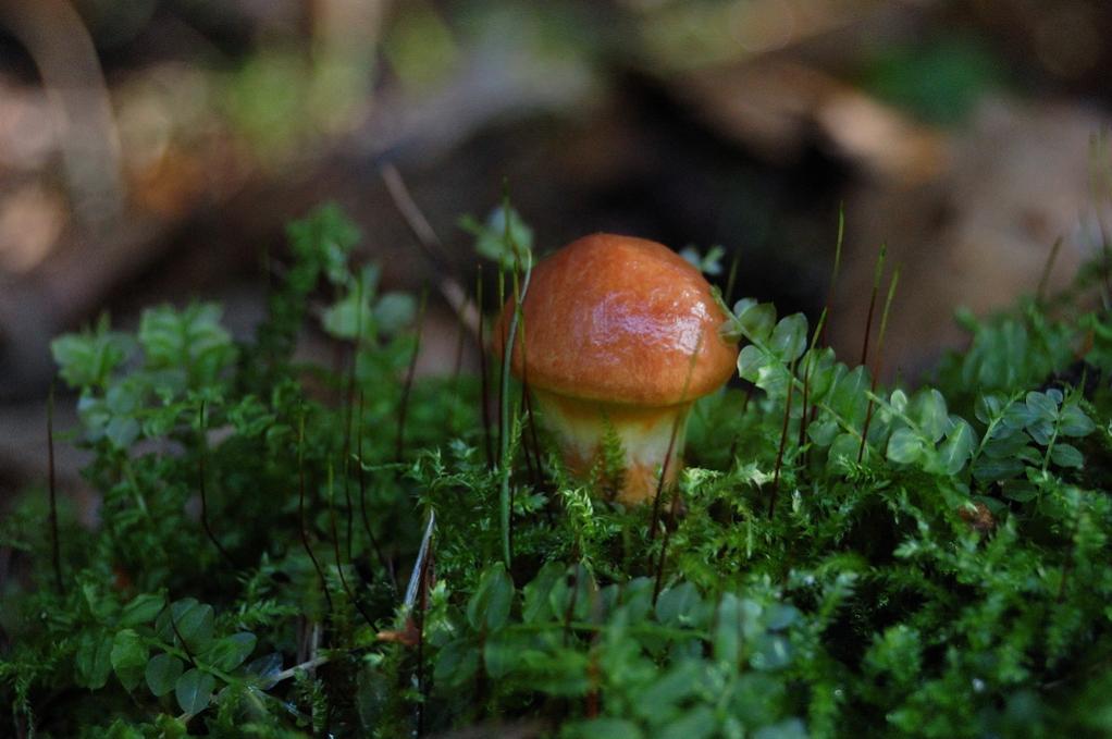 Wenn ich mal groß bin, werde ich ein richtiger Pilz ;-)