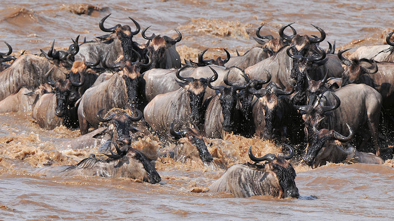 Wenn sich hinten ein Gnu auf die Insel drängt,
fällt vorne eins ins Wasser.
Nicht alle schaffen es ans andere Ufer,
manche werden abgetrieben und zum 