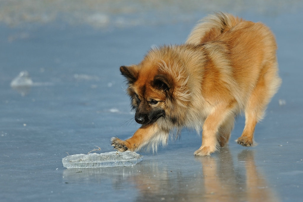 Wenn's dem Hunde zu wohl ist, geht er auf's Eis