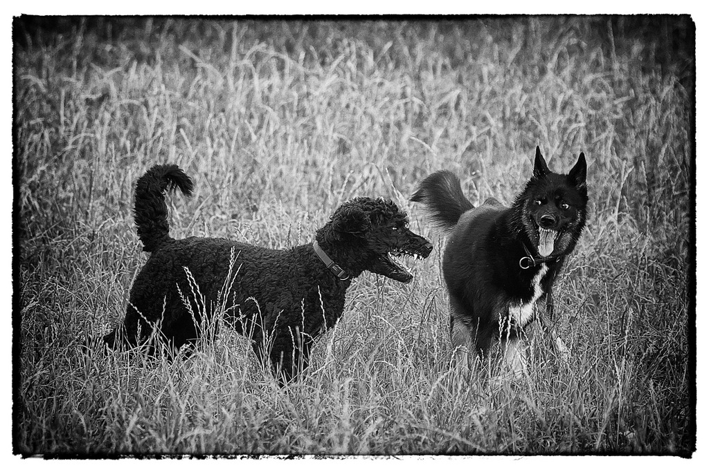 Wer ist der bösere Wolf? - Nora + Momo