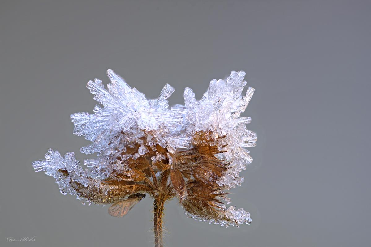 Wer suchet der findet – eingefrorene geflügelte Blattlaus auf einer Wasserminze.
Insekten im Winter zu fotografieren ist nicht so einfach und man muss