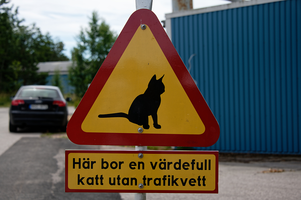 Wertvolle Katze.jpg