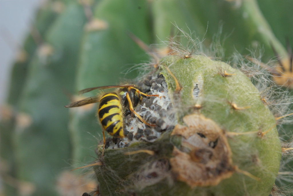Wespe an Echinopsis