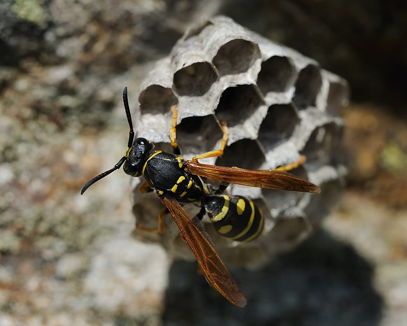 Wespe Gallische Feldwespe (Polistes dominula)
Wabenbau 2
Montafon