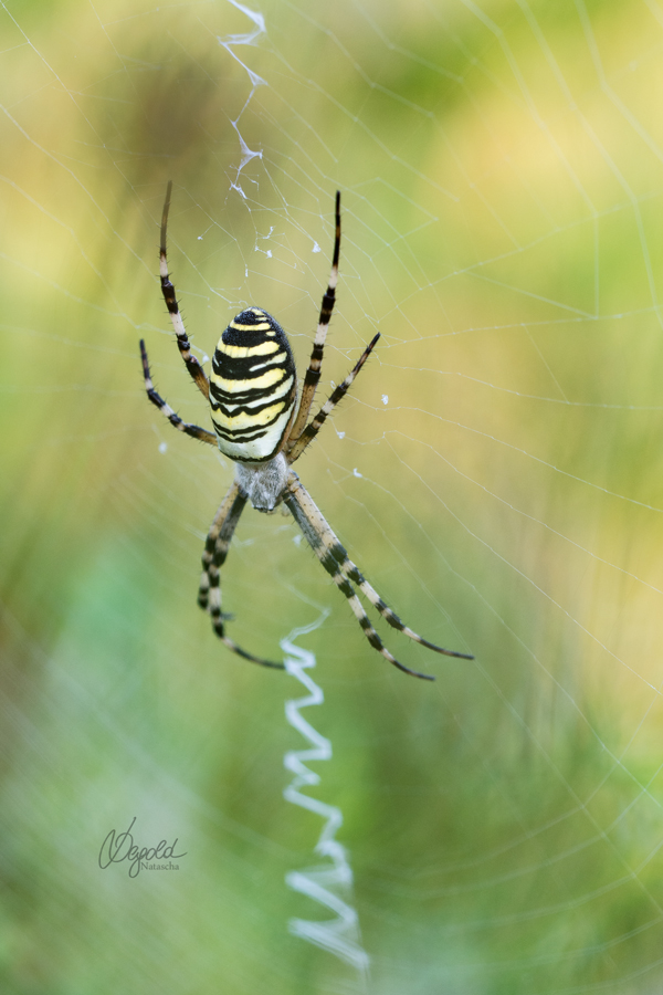 Wespenspinne (Argiope bruennichi)