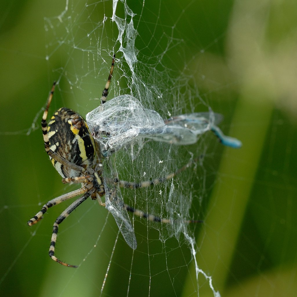 Wespenspinne mit Libelle