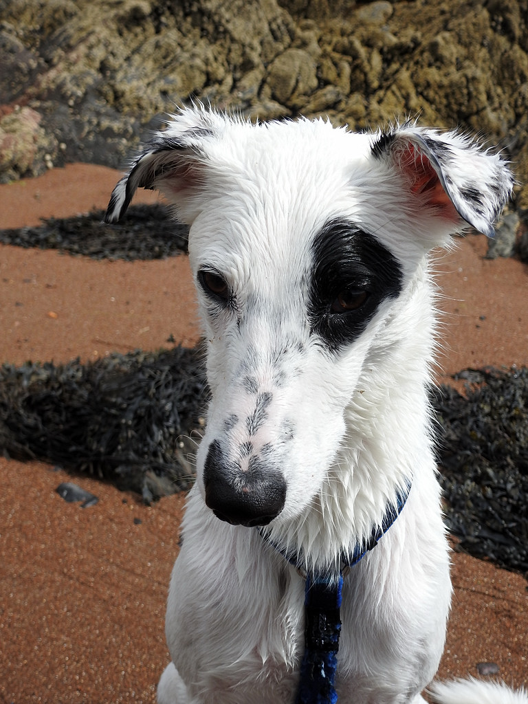 Wet Patch