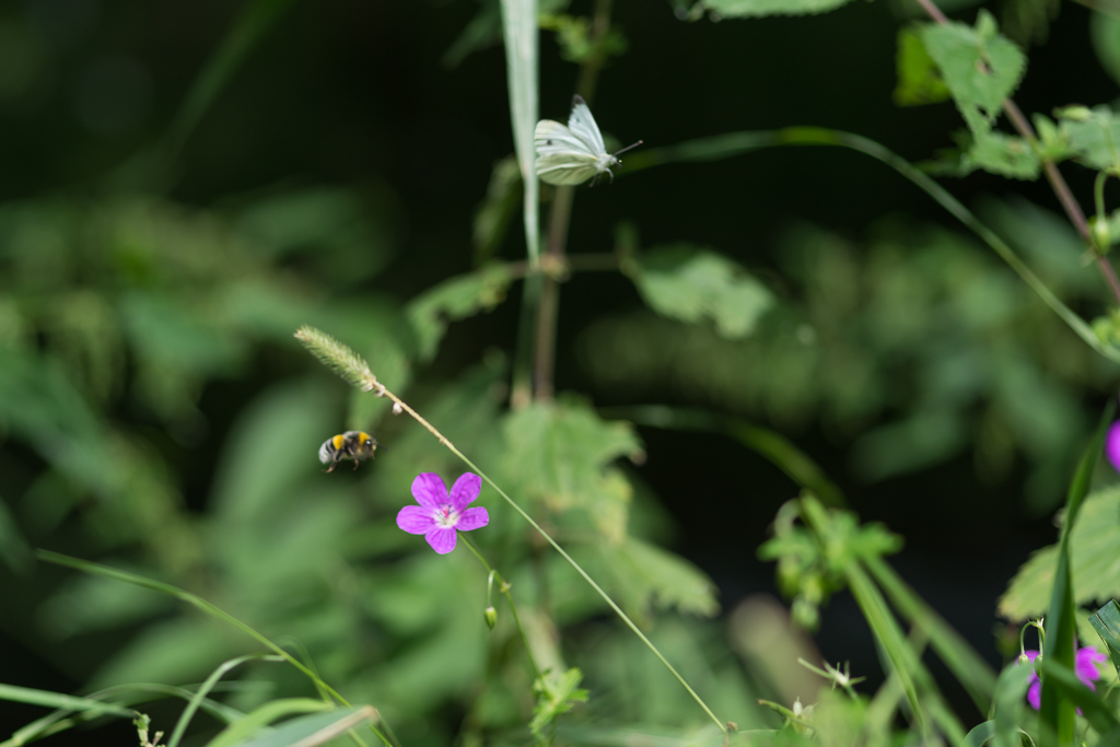 Wettfliegen phe0399 1
