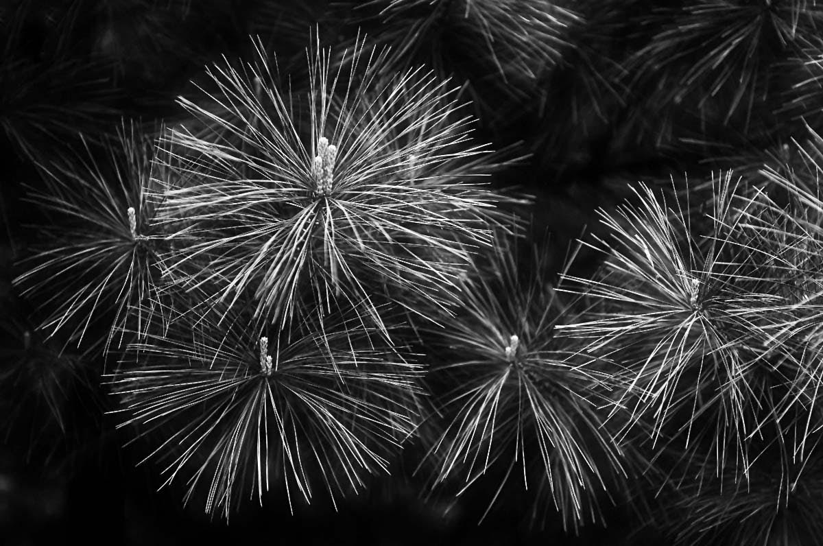 Weymouthkiefer BW_bearbeitet-2.jpg